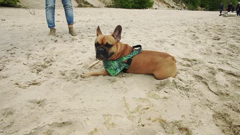 Französische-Bulldogge-Viel-Spaß-Am-Meer