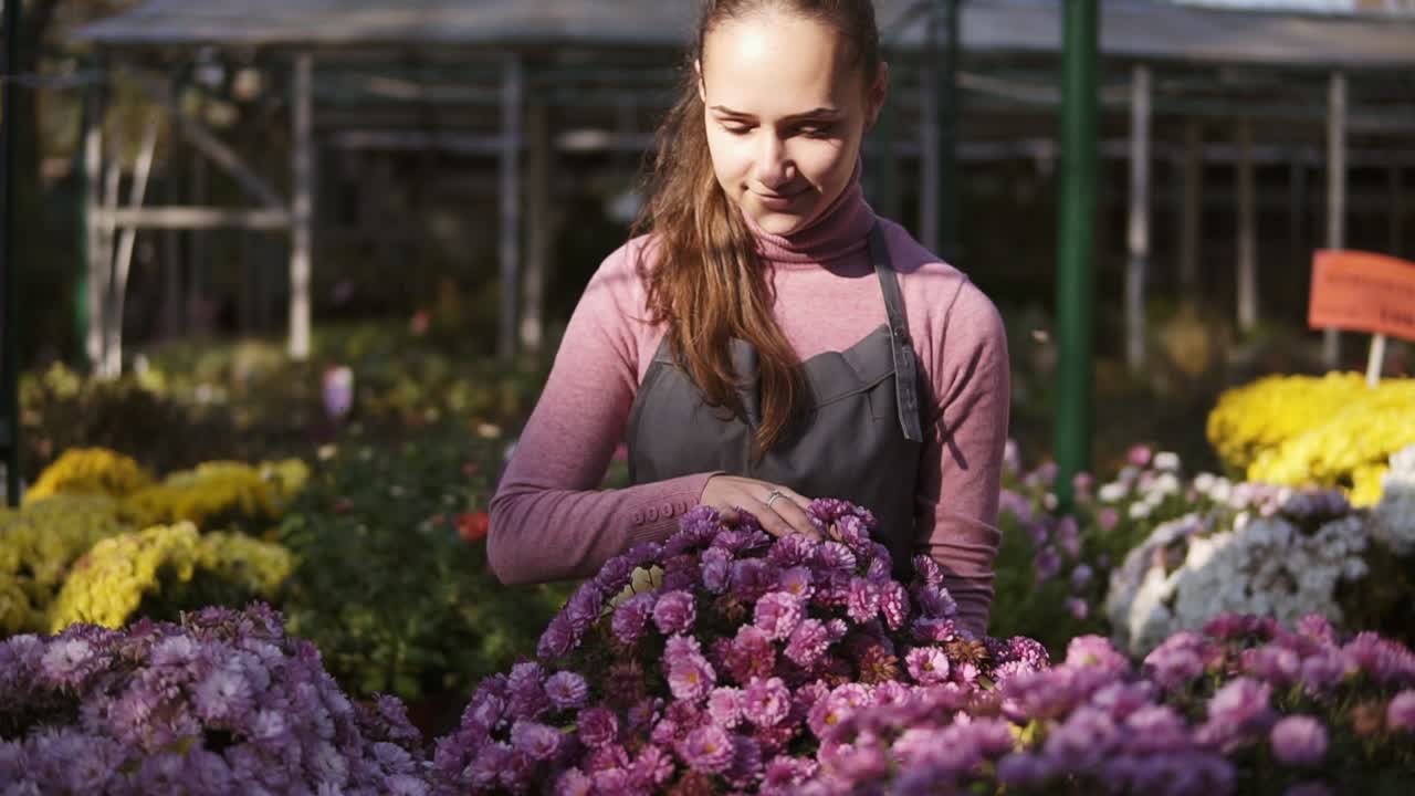 joven florista sonriente en delantal examinando y arreglando macetas con crisantemo en el estante. mujer joven en el invernadero con flores chequea una olla de crisantemo