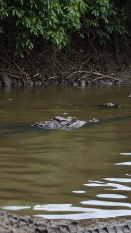 crocodile in a river