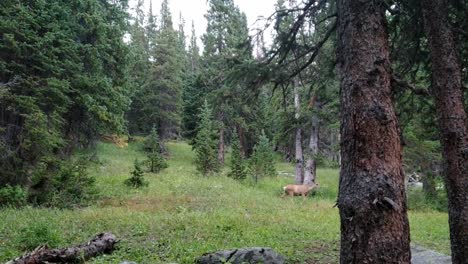 deer walking by in forest in colorado