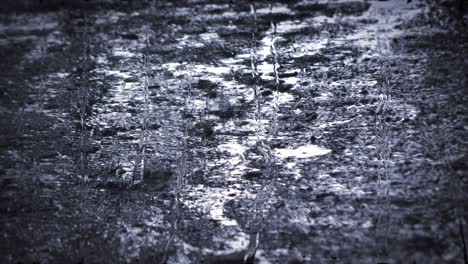 heavy rain shower downpour cloudburst rainfall behind the glass.