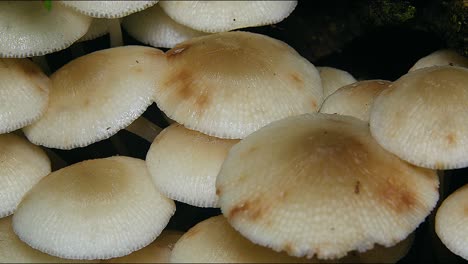 white umbrella pink mushrooms grow in a rainforest in australia 1