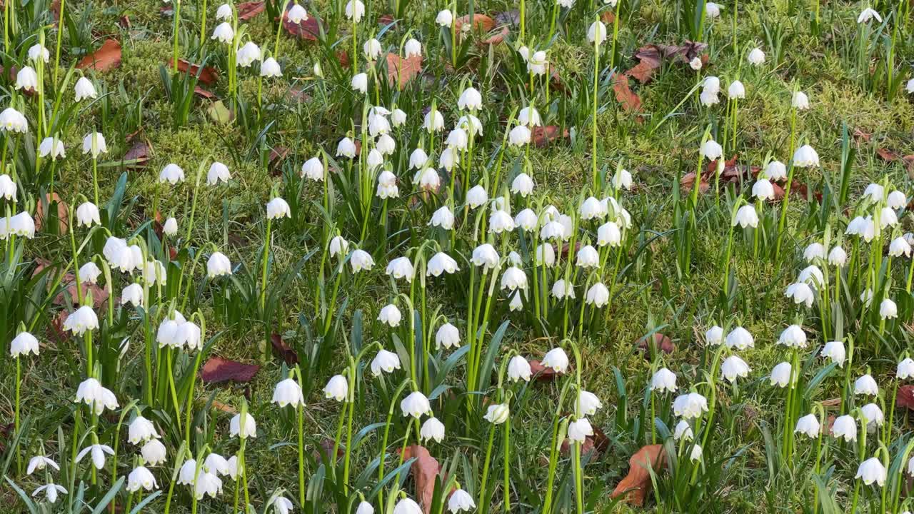 Bucaneve in fiore in un prato verde e lussureggiante segnalano l'arrivo della primavera.