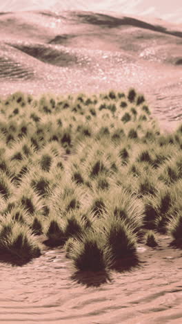 close-up of a patch of grass in the desert