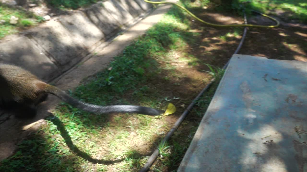 toma en cámara lenta de un mono azul agarrando un plátano de un turista en el punto de vista y saltando rápido