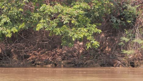 jaguar walking at river edge