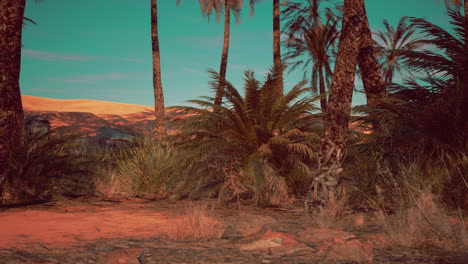 palm trees in a desert oasis