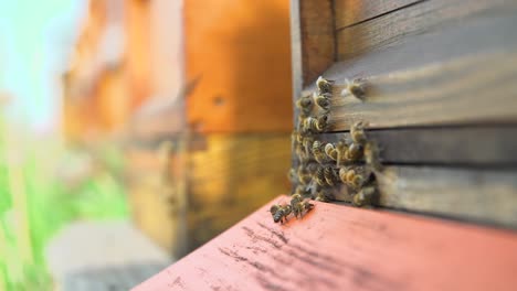 4k-hand-held-shot-of-bees-leaving-and-arriving-at-their-hive-in-summer-light-outside