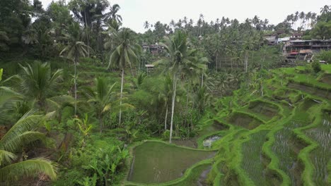 Tourismus-Und-Landwirtschaft-Zusammen-Auf-Ceking-Reisterrassenfeldern-In-Bali