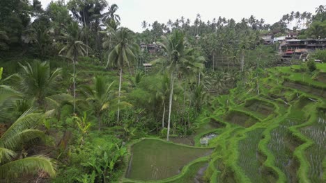 turismo y agricultura juntos en los campos de terrazas de arroz de ceking en bali