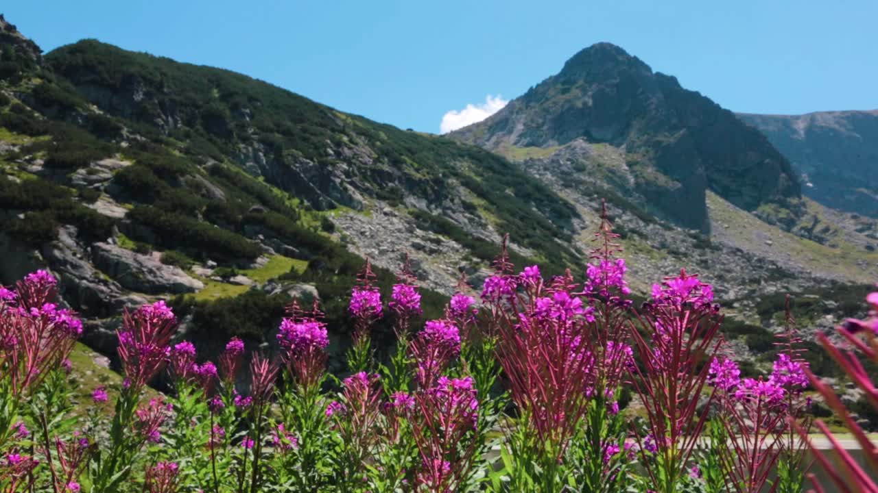 Landskap med rosa ville blomster i fjellene