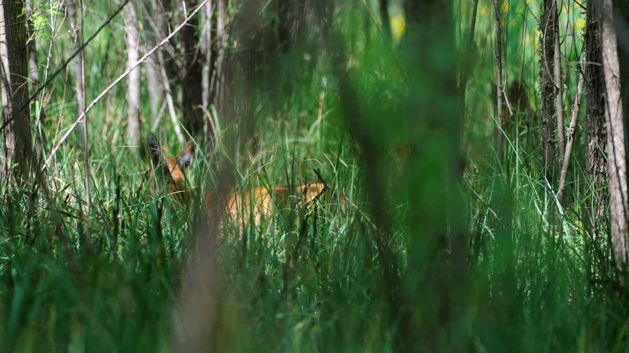 Slow motion telephoto group of wild deer in a lush green forest, standing alert among dense foliage and natural surroundings, walking in tall grass