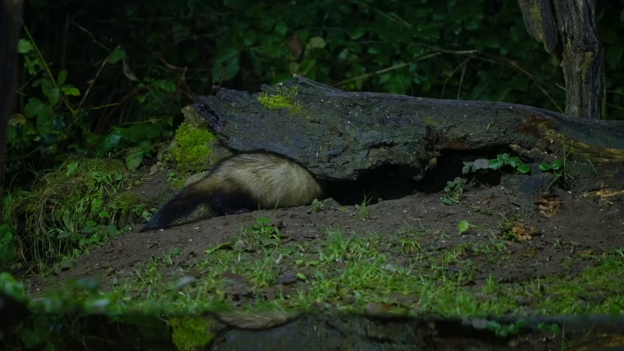 Una puzzola europea che si muove sul suolo della foresta circondata da muschio e foglie a Drenthe