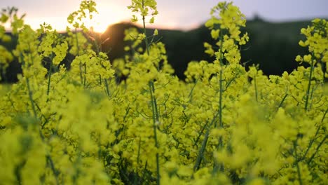 beautiful golden sunset over a field of blossoming rapeseed in the rural germany countryside of hesse