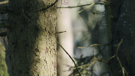 Black-woodpecker-fly-away-from-tree-trunk