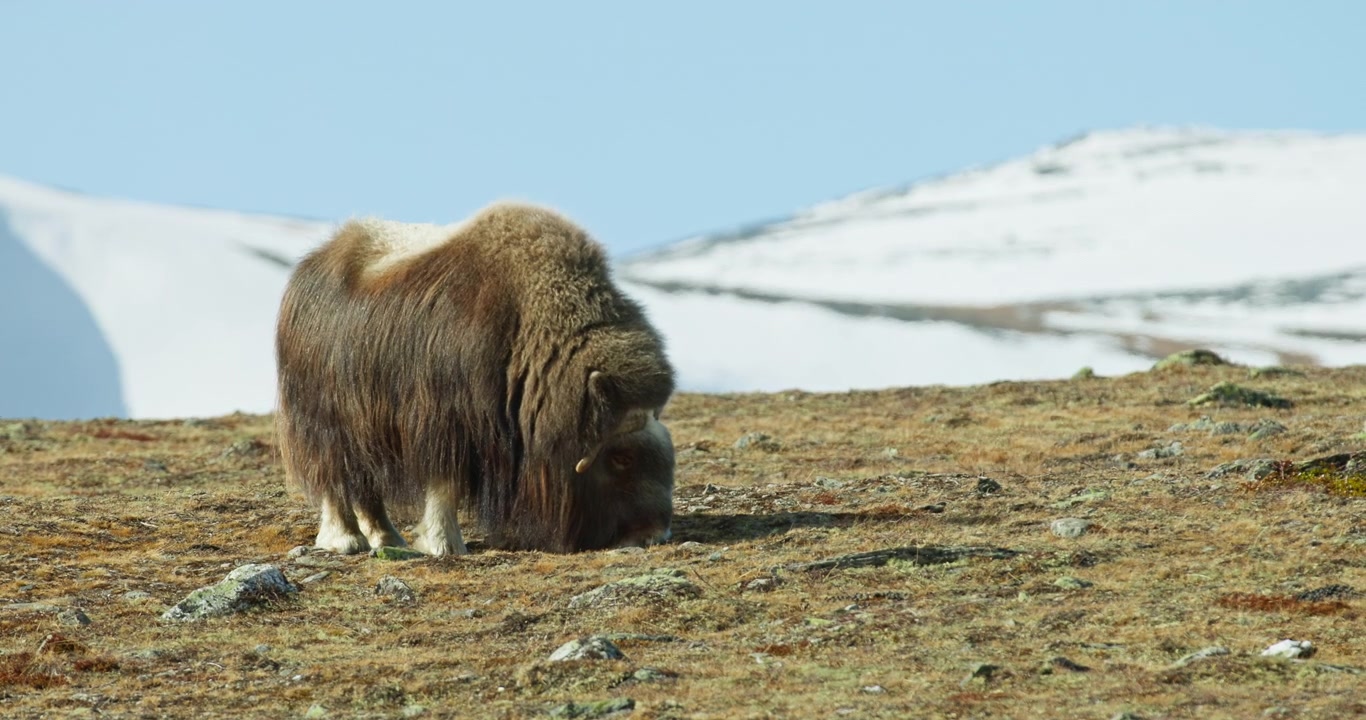 Ensom moskusokse græsser på åben tundra med sneklædt højderyg i Dovrefjell, Norge