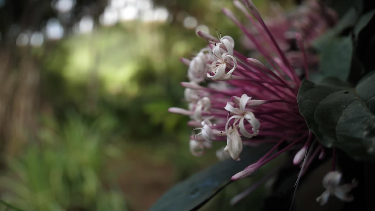 hermosa flor de primer plano en el jardín de balata en martinica.