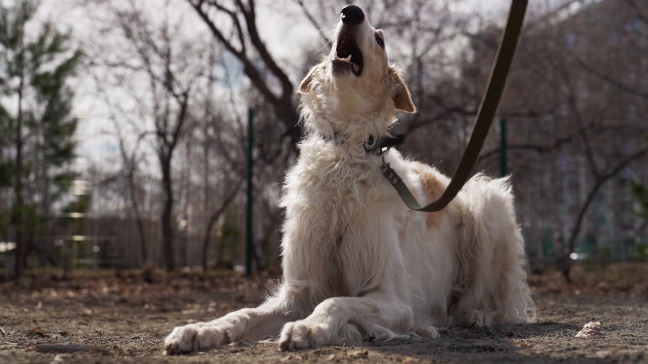 Un cane bianco giace a terra nel parco, occasionalmente guarda in alto e sbadiglia. Lo sfondo presenta alberi con rami spogli sotto la luce del giorno, suggerendo un ambiente esterno. La scena è calma con elementi naturali.