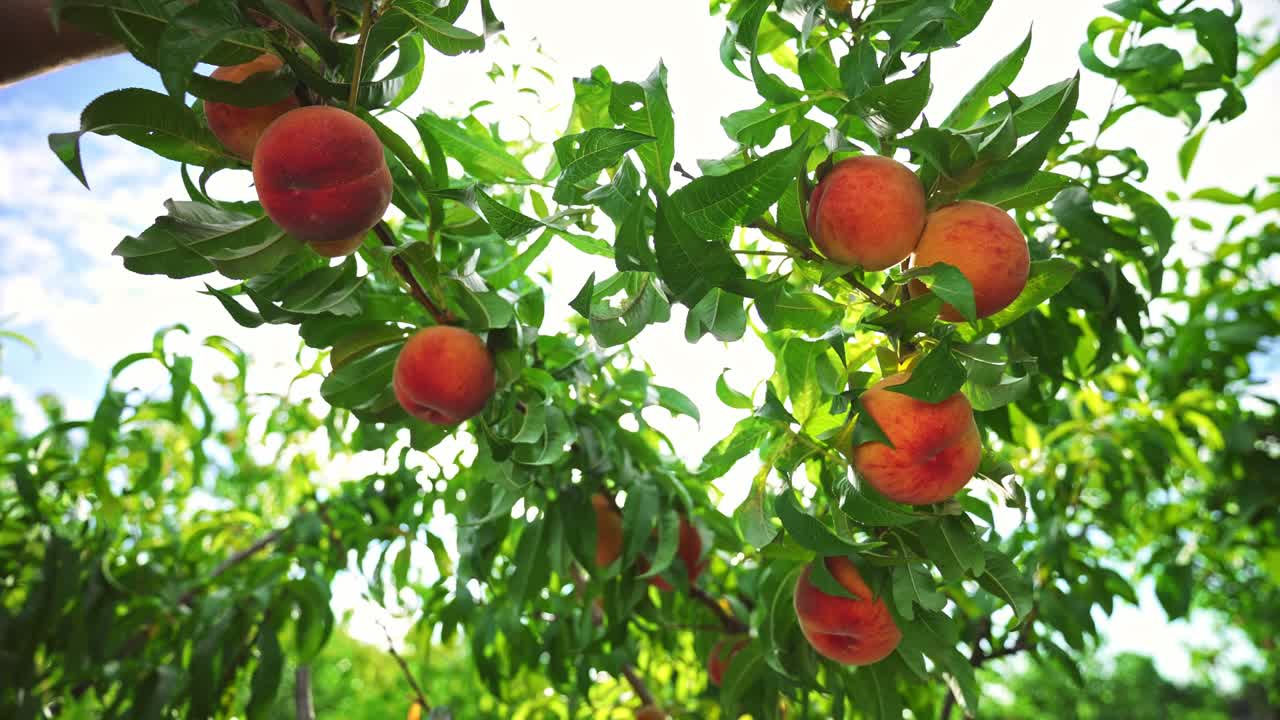 Grandi pesche succose sull'albero. Frutteto favoloso. Luce solare magica. I frutti maturano al sole