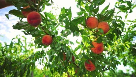 big juicy peaches on the tree. fabulous orchard. magical sunlight. fruits ripen in the sun.