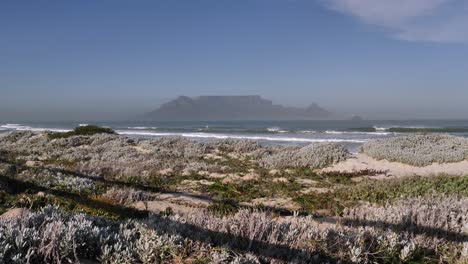 silver green sand beach shrubs with view to cape town's table mountain