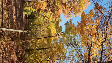 Panning-shot-of-a-Golden-forrest-in-autumn-colors,-leaves-falling-slowly-down-to-the-ground