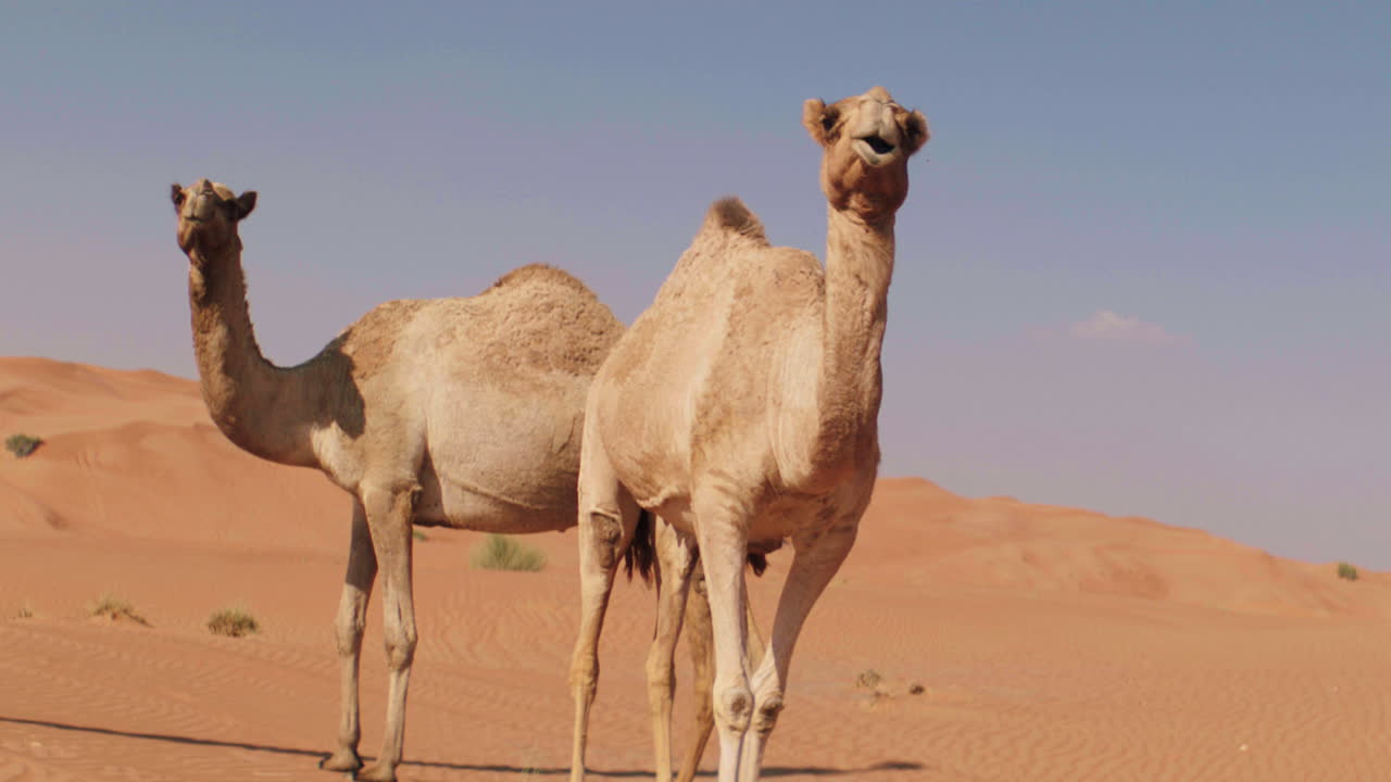 Slow motion shot of camel couple resting in sandy desert of Dubai during summer - close up shot