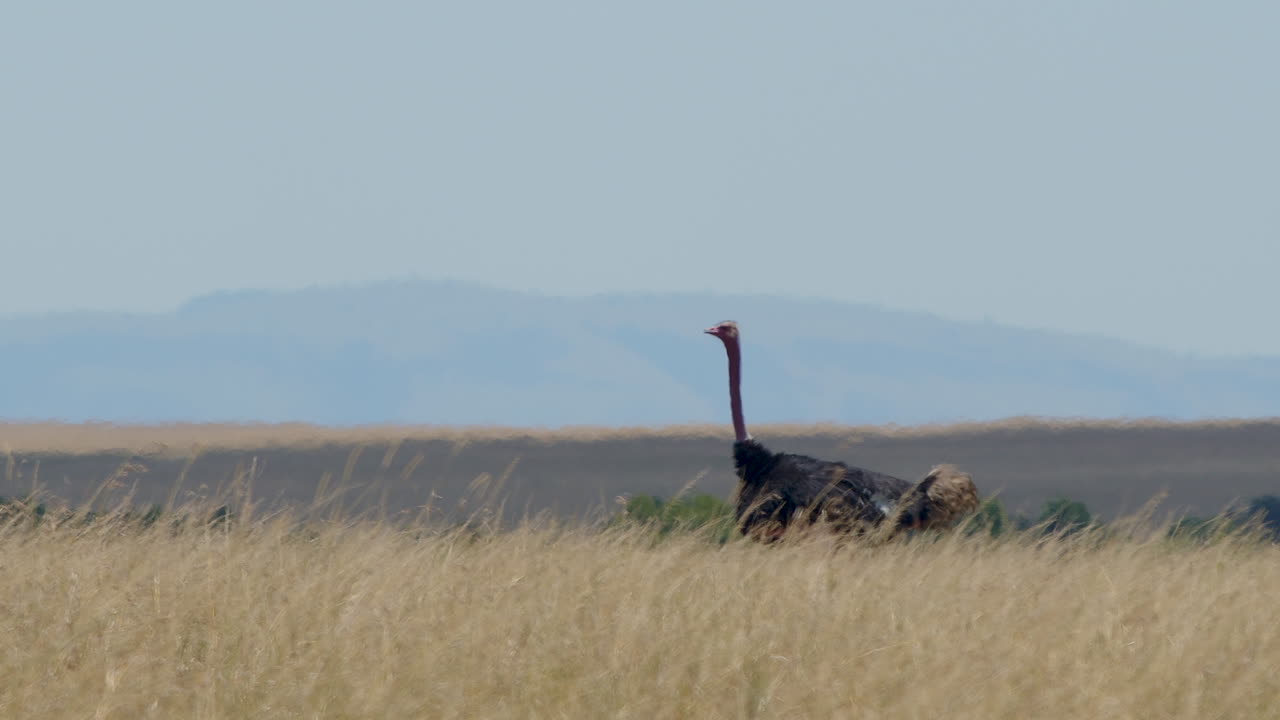 Ostrich Running in Tall Grass.