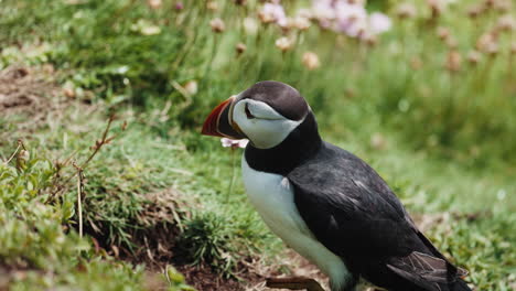 puffin walking toward burrow on cliffside, telephoto shot, sunny day