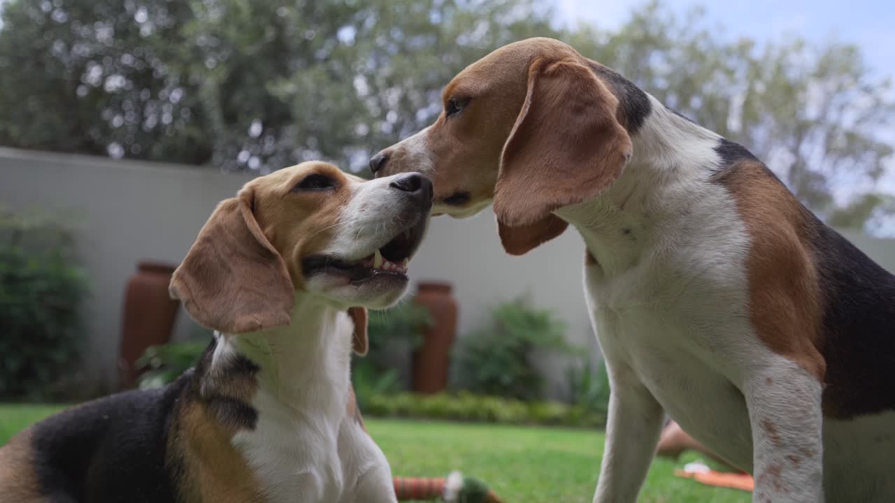 perros beagle jóvenes jugando suavemente en el jardín de la casa suburbana ángulo bajo