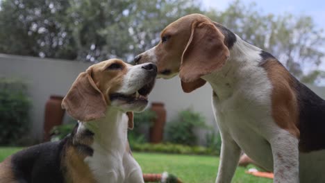 Young-beagle-dogs-gently-playing-in-garden-of-suburban-home-low-angle