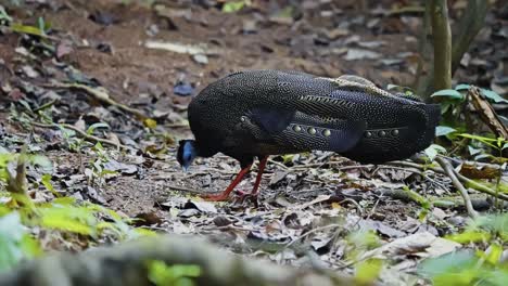 the great argus pheasant forages in tropical forest. close-up shot