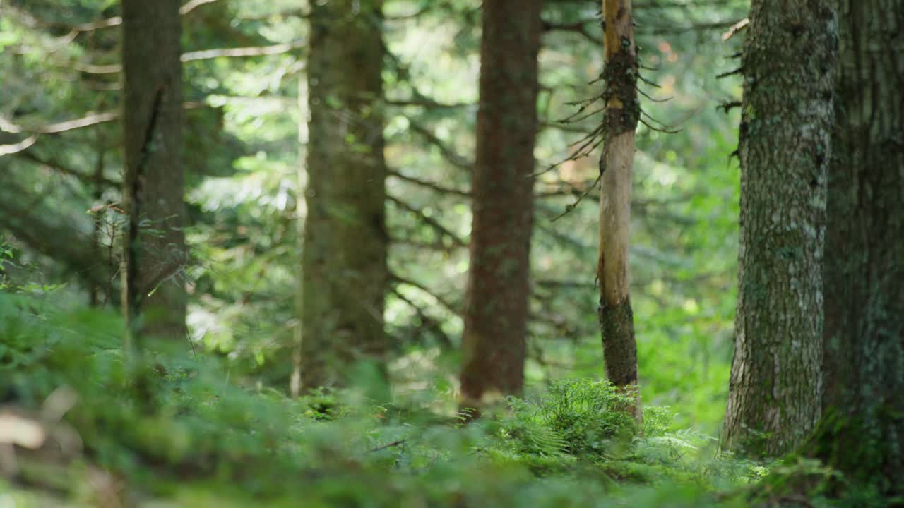 Un ciclista passa ad alta velocità davanti alla telecamera in una foresta