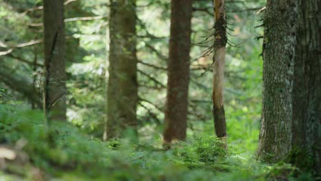 Ein-Radfahrer-Fährt-Mit-Geschwindigkeit-In-Einem-Wald-An-Der-Kamera-Vorbei