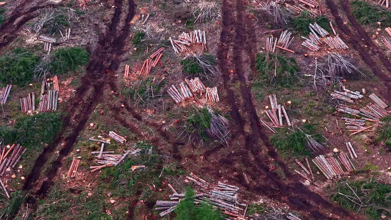 Logging site showing deforestation with cut trees, felled timber, and machinery tracks