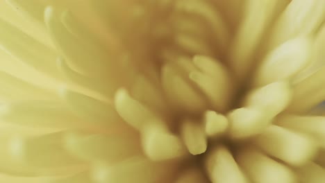 Micro-video-close-up-of-yellow-flower-with-copy-space