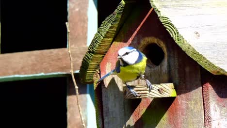 blue tit leaving a nest box in slow motion