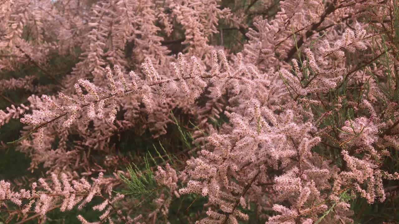 Slow Motion of Windblown Pink Salt Cedar Branches
