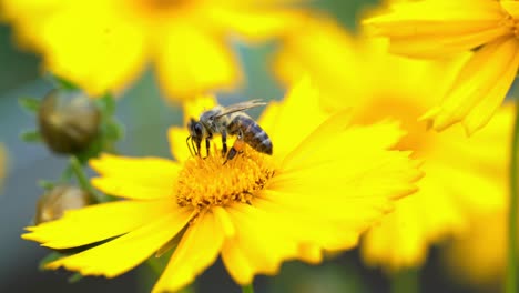 bee on a yellow flower collecting pollen and gathering nectar to produce honey in the hive. coreopsis