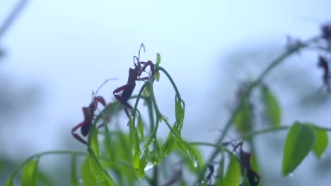 Insekt-Acanthocephala-Auf-Den-Blättern-Von-Bäumen-In