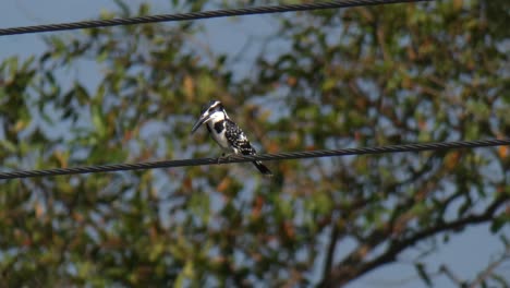 pied kingfisher mp4 uhd 4k