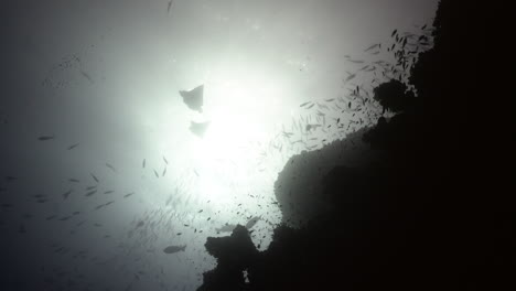 fauna submarina de arrecifes de coral a contraluz
