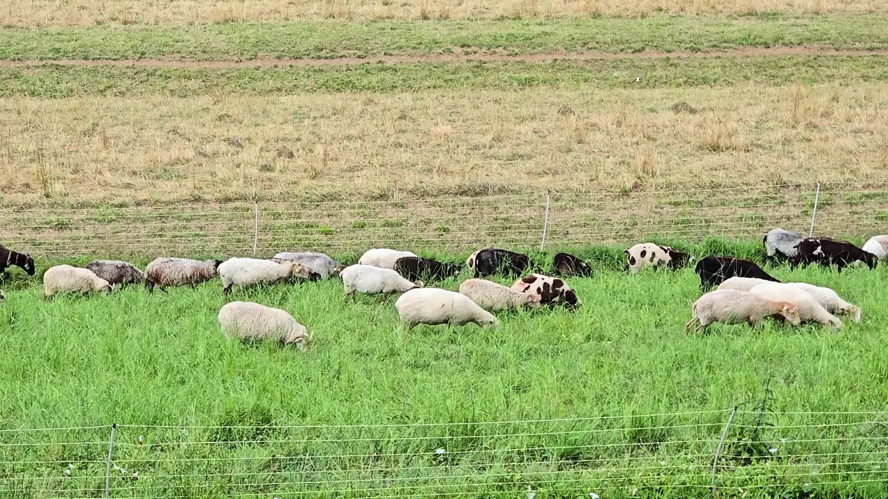Gregge di pecore di vari colori che pascolano pacificamente in un prato verde recintato in una fattoria