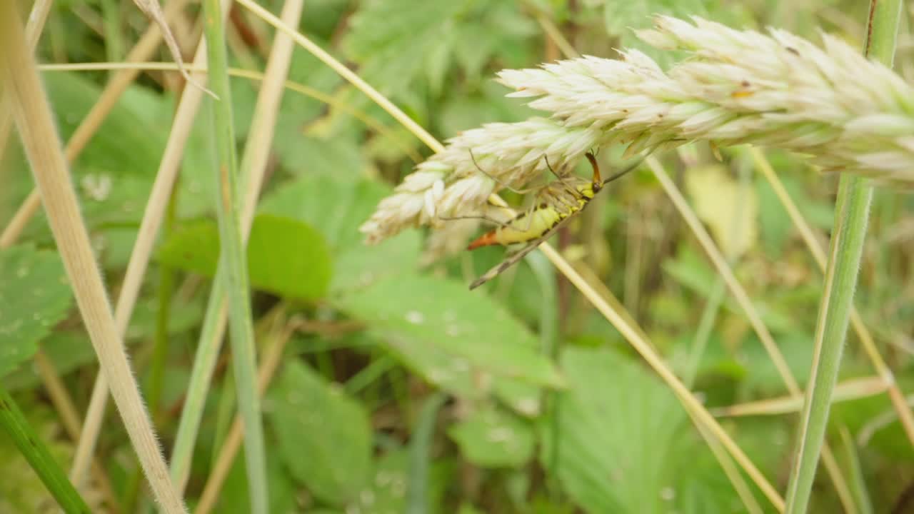 Macro of meadow scorpionfly on vibrant green foliage, insect elongated body and distinct wing veins prominent