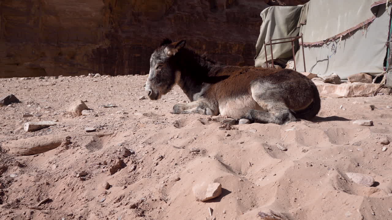 Un asino stanco giace su sabbia calda vicino alla tenda grigia nella città di Petra