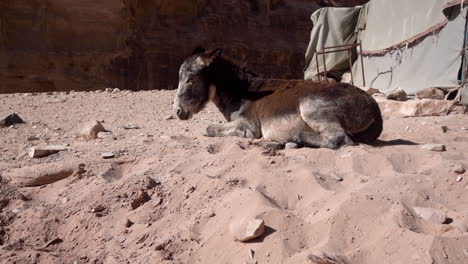 a tired donkey lies on a hot sand near the grey tent in the city of petra