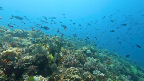 scenic underwater view of biodiverse tropical waters of coral triangle, reef, masses of colorful tropical fish and crystal clear ocean water in timor-leste, southeast asia