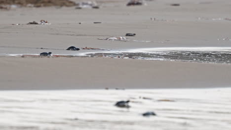 las tortugas marinas bebé hacen su camino al océano a través de una playa de arena