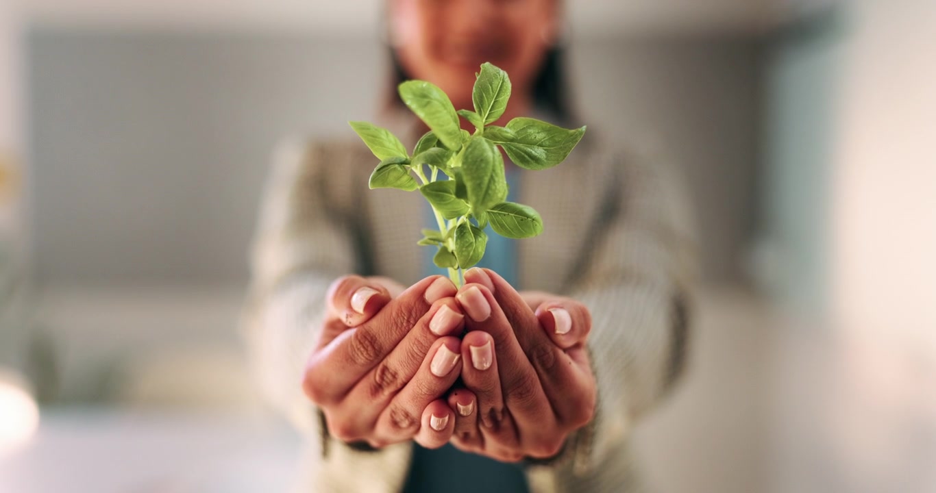 Person Holding a Small Green Plant in Their Hands