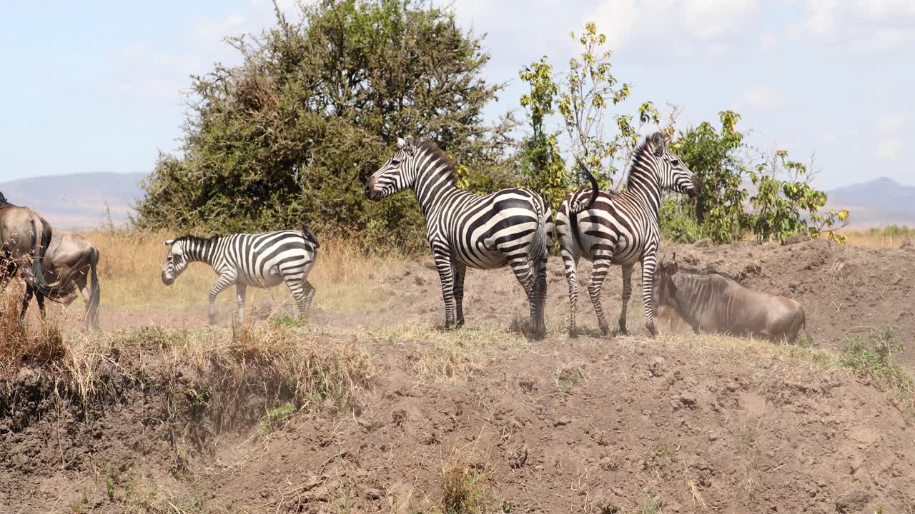 Mandria mista di zebre e gnu durante la migrazione nella Riserva di caccia del Masai Mara, Kenya, Africa orientale